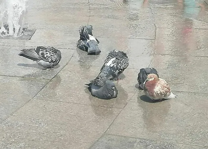 оазис 1 във Apartament Warna